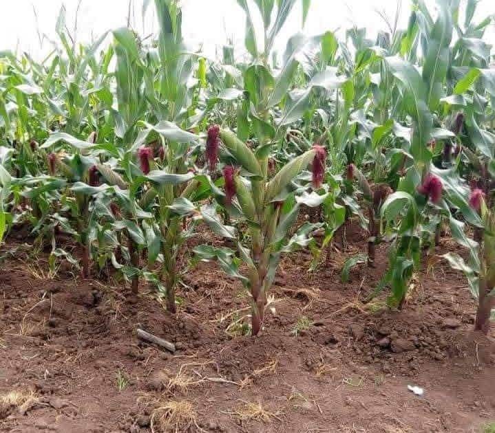 Maize Plantation
